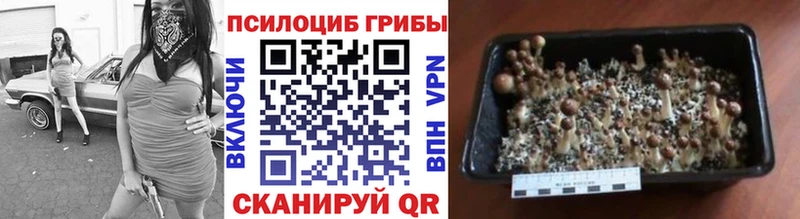 Галлюциногенные грибы MAGIC MUSHROOMS  Ачхой-Мартан 